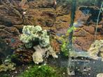 Kardinaal terras/ kop staartlantaren vissen en garnalen, Dieren en Toebehoren, Vissen | Aquariumvissen, Vis, Zoetwatervis