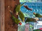 3 jonge pruimekop parkieten, Dieren en Toebehoren, Vogels | Parkieten en Papegaaien, Meerdere dieren, Parkiet