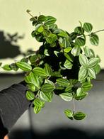 Peperomia Rocca Scuro, Ophalen of Verzenden, In pot, Halfschaduw, Minder dan 100 cm