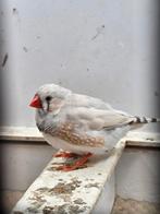 Zebravink mannetjes, Mannelijk