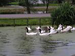 Zwarthals zwanen | Losse mannen te koop | Mooie zwanen