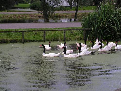 Zwarthals zwanen | Losse mannen te koop | Mooie zwanen, Dieren en Toebehoren, Pluimvee, Gans of Zwaan, Meerdere dieren