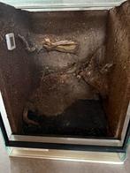 Terrarium.paludarium 50x50x60 zgan, Ophalen