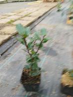 Ilex meservaea 'Blue Prince' P9  plantgoed, Tuin en Terras, Planten | Tuinplanten, Ophalen, Vaste plant, Overige soorten, Halfschaduw