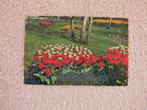 Keukenhof Lisse, gelopen 1960, Verzamelen, Ansichtkaarten | Nederland, Ophalen of Verzenden, 1940 tot 1960, Gelopen, Zuid-Holland