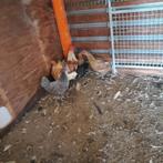 7 boere krielen en een haan broed nov 24, Meerdere dieren, Kip