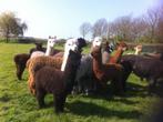Diverse lieve makke alpaca merries en hengsten., Dieren en Toebehoren, Overige Dieren, Mei, Meerdere dieren