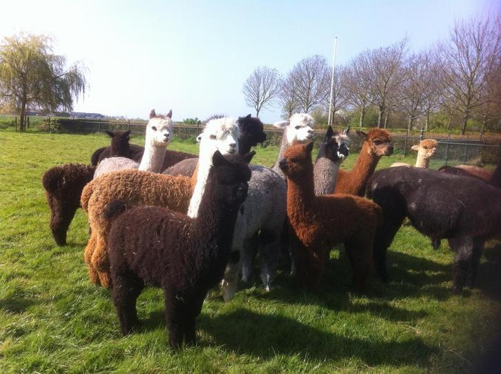Diverse lieve makke alpaca merries en hengsten., Dieren en Toebehoren, Overige Dieren, Meerdere dieren, Mei