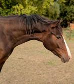 Knappe 2 jarige NRPS ruin, Gechipt, Ruin, Dressuurpony, 0 tot 2 jaar