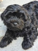 Mooi, lief Maltipoo teefje. Mag t nestje verlaten., Dieren en Toebehoren, Overige rassen, 8 tot 15 weken, Meerdere, Meerdere dieren