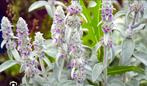 Ezelsoor Stachys byzantina vaste plant €1,50, Ophalen