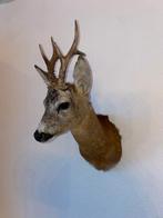 Reebok opgezet / Taxidermy, Ophalen, Zo goed als nieuw, Hert, Opgezet dier