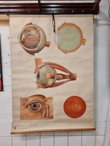 Vintage school plaat ogen biologie beschikbaar voor biedingen