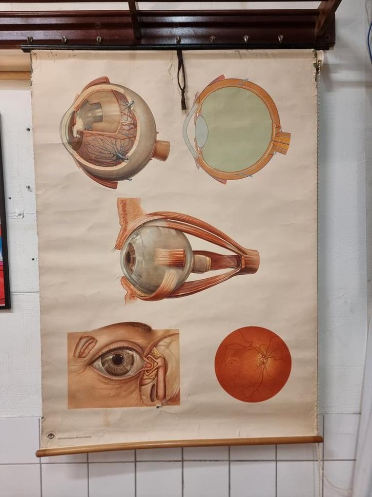 Vintage school plaat ogen biologie, Antiek en Kunst, Antiek | Schoolplaten, Natuur en Biologie, Ophalen of Verzenden