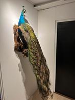 Blauwe opgezette Pauw. Taxidermie, Verzamelen, Dierenverzamelingen, Ophalen, Nieuw, Vogel, Opgezet dier