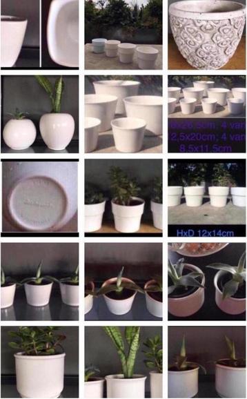 Vintage witte bloempotten bio stekjes kamerplanten beschikbaar voor biedingen
