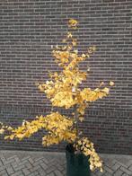 Ginkgo biloba bomen: oudste loofboom op aarde, Tuin en Terras, Bloeit niet, Overige soorten, 100 tot 250 cm, Ophalen