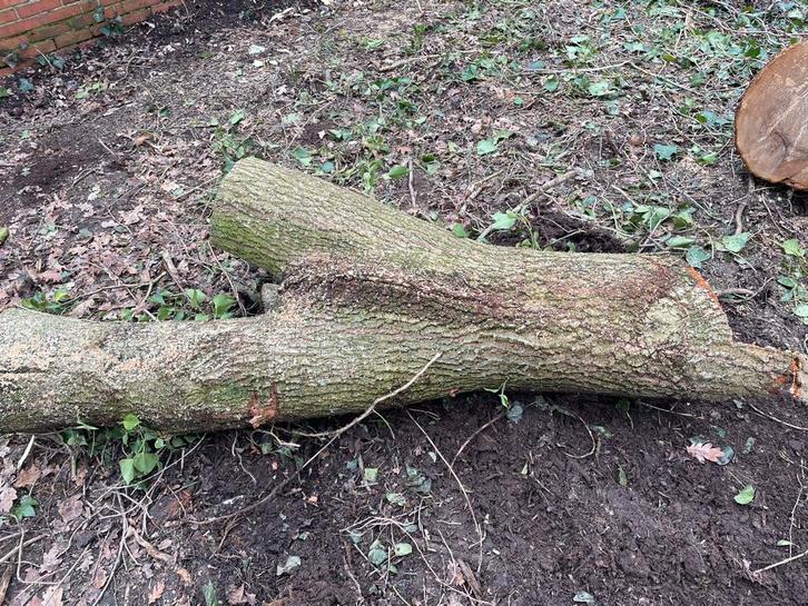 Eikenhout stam, Tuin en Terras, Haardhout, Stammen, Eikenhout, Minder dan 3 m³, Ophalen