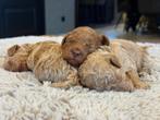 Mini doodle pups, Dieren en Toebehoren, Honden | Niet-rashonden, Reu, CDV (hondenziekte), 8 tot 15 weken, Meerdere
