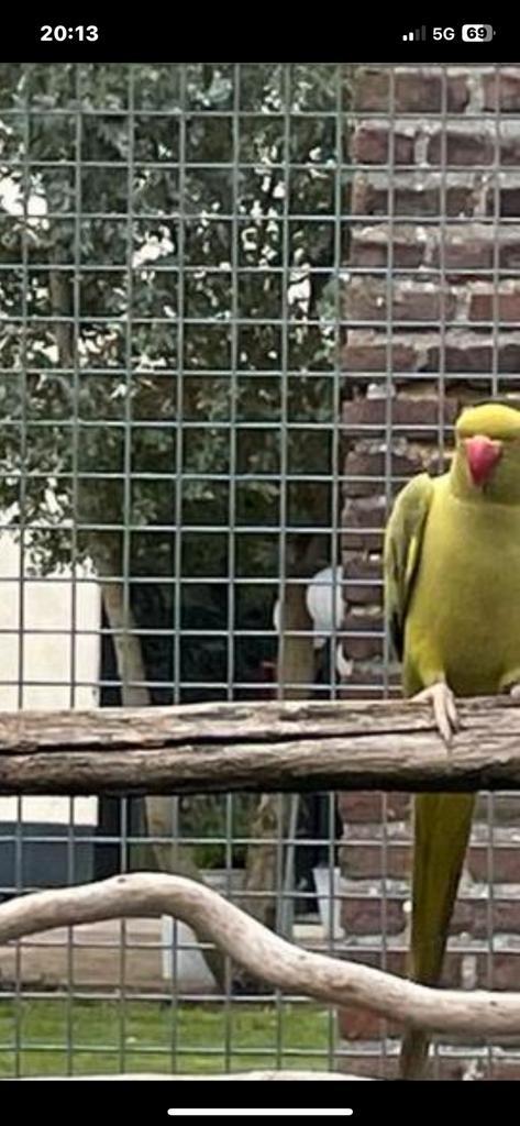 Halsbandparkieten, Dieren en Toebehoren, Vogels | Parkieten en Papegaaien, Parkiet, Meerdere dieren, Geringd