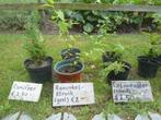 Cotoneaster struiken, Ophalen, Overige soorten, Struik, Minder dan 100 cm