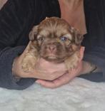Schitterende raszuivere shih tzu pups (liver gen), Dieren en Toebehoren, Honden | Chihuahua's en Gezelschapshonden, Overige rassen