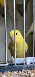5 Hollandse grasparkieten, Dieren en Toebehoren, Vogels | Parkieten en Papegaaien, Meerdere dieren, Parkiet, Geringd