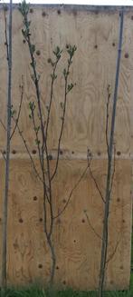 Lijsterbes Sorbus aucuparia, Tuin en Terras, Planten | Bomen, 250 tot 400 cm, Ophalen