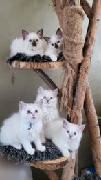 Ragdoll kitten met stamboom holistisch+natuurlijk opgegroeid, Meerdere dieren, Met stamboom, 0 tot 2 jaar