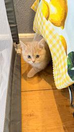 Britse Korthaar Kitten(kater), Dieren en Toebehoren, Poes, 0 tot 2 jaar