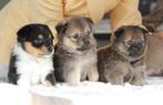 Pomsky pups te koop, Dieren en Toebehoren, Honden | Poolhonden, Keeshonden en Oertypen, Overige rassen, CDV (hondenziekte), 8 tot 15 weken