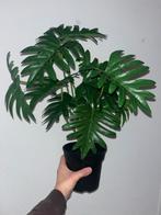 Mooie Fejka nep plant, Ophalen, Overige soorten, Halfschaduw, In pot