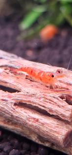 Neocaridina Koi Sunburst garnalen, Dieren en Toebehoren, Kreeft, Krab of Garnaal