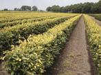 Haagbeuken, Tuin en Terras, Planten | Bomen, Bloeit niet, Halfschaduw, 100 tot 250 cm, Overige soorten