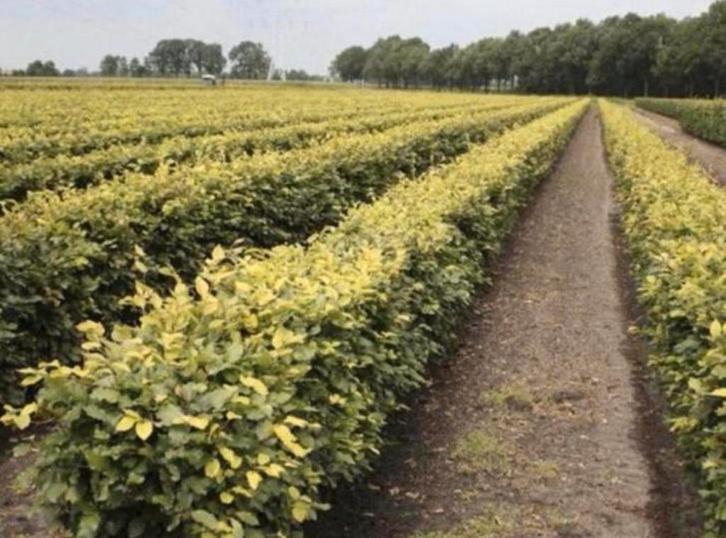 Haagbeuken, Tuin en Terras, Planten | Bomen, Overige soorten, 100 tot 250 cm, Halfschaduw, Bloeit niet, Ophalen of Verzenden