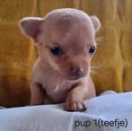 Chihuahua pups (kortharig), Dieren en Toebehoren, Honden | Chihuahua's en Gezelschapshonden, België, Particulier, Rabiës (hondsdolheid)