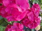 Boerenhortensia bolhortensia hortensia soorten, Ophalen, Hortensia, Haag, Minder dan 100 cm