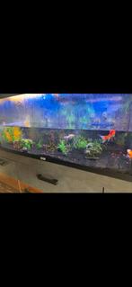 Juwel rio 180 muskusschildpad goudvissen, Dieren en Toebehoren, Vissen | Aquaria en Toebehoren, Ophalen, Gebruikt, Gevuld zoetwateraquarium