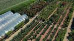 Jubea chilensis met 90/100 cm stamhoogte te koop, Tuin en Terras, Planten | Tuinplanten, Zomer, Vaste plant, Overige soorten, Verzenden