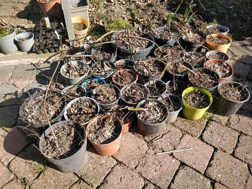 Doornloze braam stekken | Biologisch geteeld, Tuin en Terras, Planten | Tuinplanten, Vaste plant, Fruitplanten, Halfschaduw, Zomer