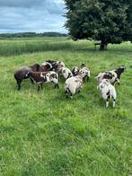 Koppel bonte ramlammeren., Dieren en Toebehoren, Schapen, Geiten en Varkens, Meerdere dieren, Schaap