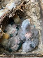 Baby Agapornis fischeri dwergpapegaai, Dieren en Toebehoren, Vogels | Parkieten en Papegaaien, Geslacht onbekend, Dwergpapegaai of Agapornis
