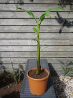 bananenplant, Tuin en Terras, Planten | Tuinplanten, Volle zon, Vaste plant, Bloeit niet, Ophalen