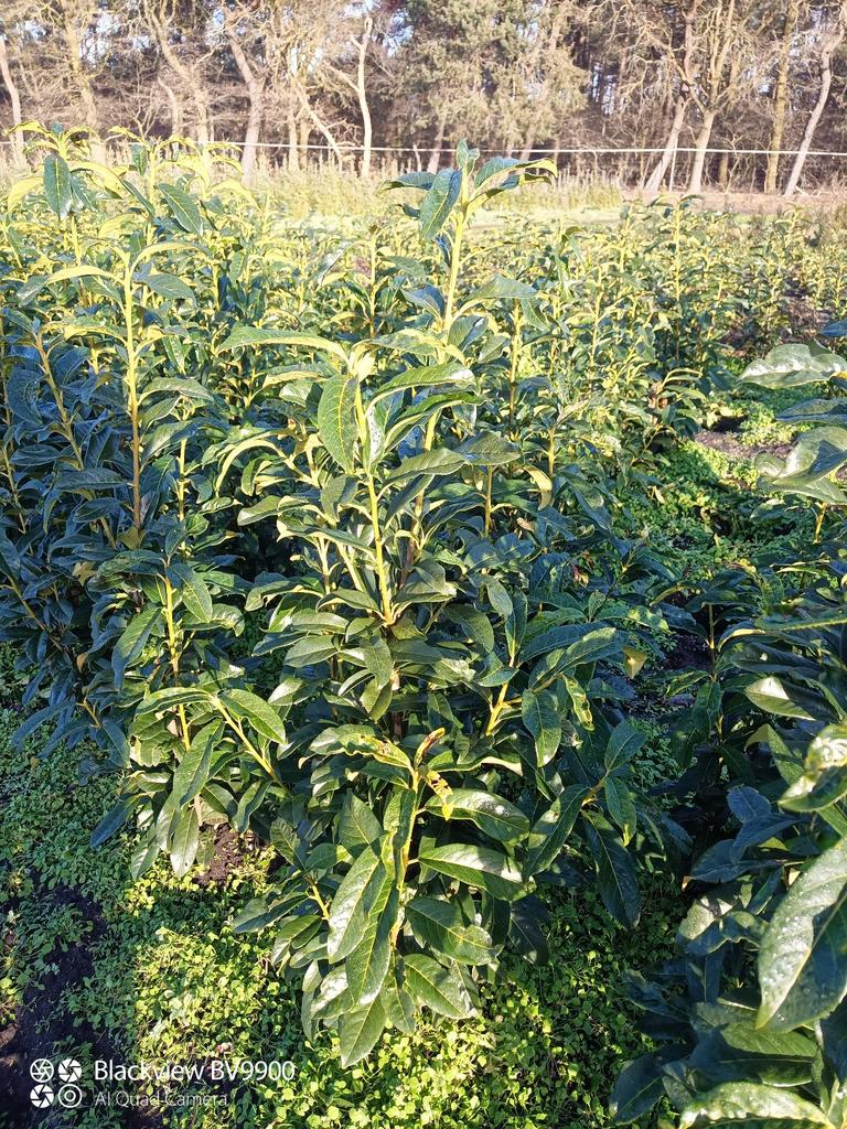 Smal blijvende Laurier Prunus genolia 80-100cm haag struiken, Ophalen of Verzenden, Laurier, Struik, 100 tot 250 cm