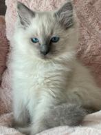 Ragdoll  kittens uit geteste ouders, Dieren en Toebehoren, Katten en Kittens | Raskatten | Langhaar, Kater, Ontwormd