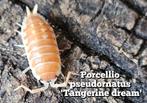 Porcellio pseudornatus 'Tangerine dream', Overige soorten
