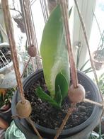 Kamerplantje in overpot met plantenhanger, Ophalen, Overige soorten, Minder dan 100 cm