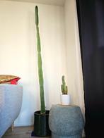 Zeer groot cactus >2m, Huis en Inrichting, Kamerplanten, Ophalen, 200 cm of meer, In pot, Cactus
