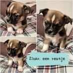 Chihuahua pups, Dieren en Toebehoren, Honden | Chihuahua's en Gezelschapshonden, Meerdere, Meerdere dieren, Chihuahua, Nederland