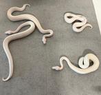 Super lesser (BEL) 50% het piebald, Dieren en Toebehoren, Reptielen en Amfibieën, Slang, 0 tot 2 jaar